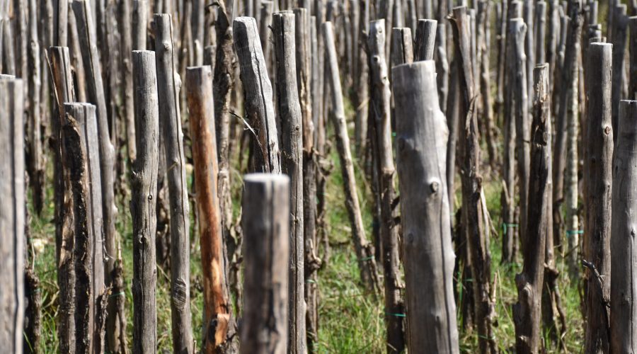 La vendemmia 2022 vista dal nostro Sommelier Pietro Casasanta