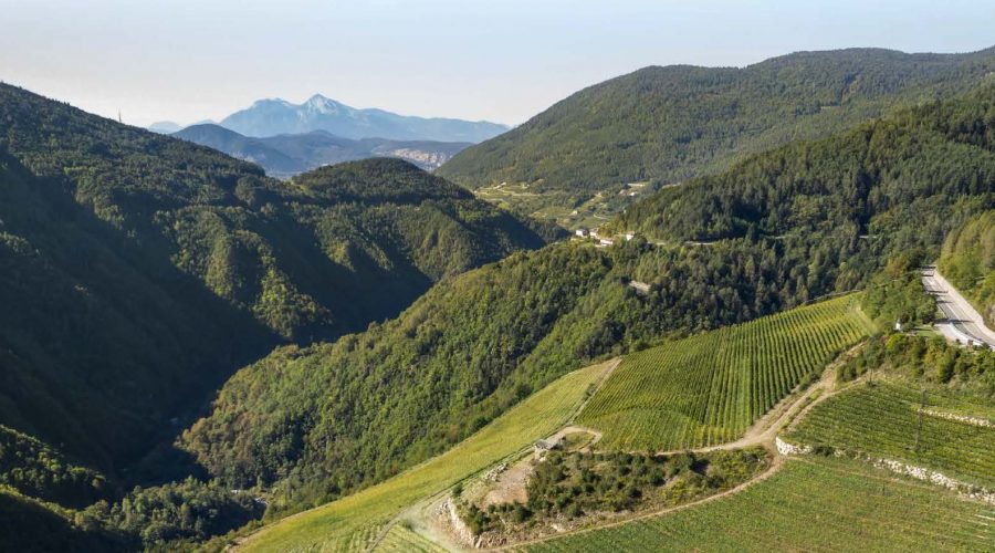 I segreti delle varietà PIWI – Una nuova frontiera per il mondo del vino.